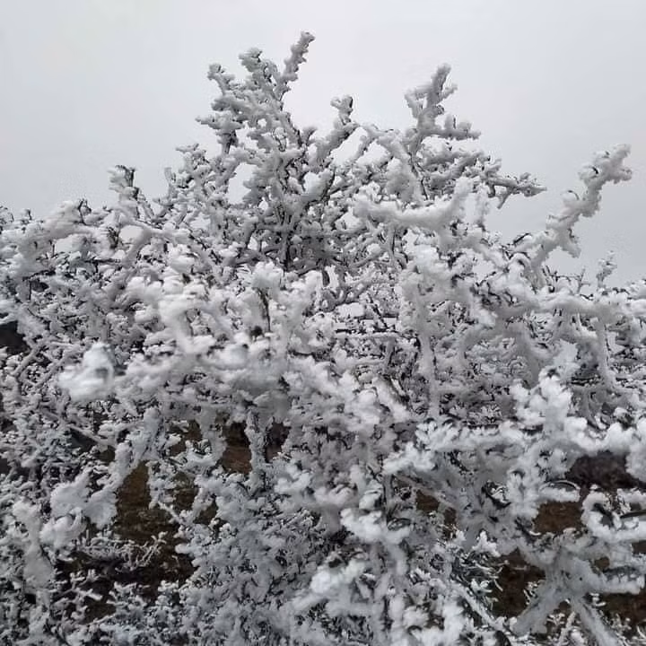 Ở Hà Giang cũng đã có tuyết rơi bám trên những cành cây.