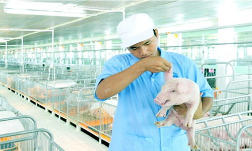 Thit heo CP: Giai toa noi lo ve sinh an toan thuc pham-Hinh-2