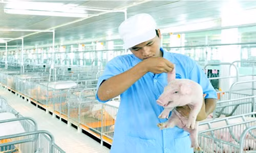 Thit heo CP: Giai toa noi lo ve sinh an toan thuc pham-Hinh-2