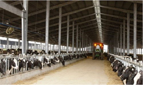 Trang trại chăn nuôi bò sữa tập trung, ứng dụng công nghệ cao (CNC) của Tập đoàn TH (sở hữu thương hiệu TH true MILK) tại Nghệ An.