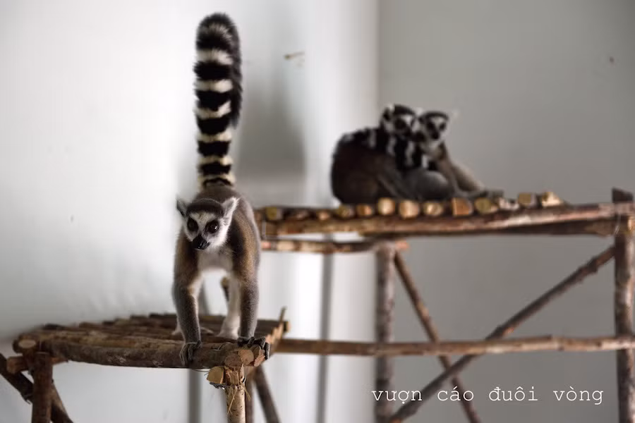 Vượn cáo đuôi vòng.