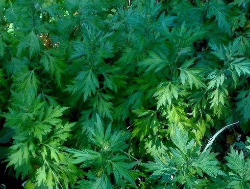 Tuy nhiên, giáo sư lâm sàng tại khoa sản phụ thuộc Trung tâm y tế đại học New York Raquel Dardik cảnh báo, việc này là một việc tuyệt đối vì có thể gây bỏng bên trong âm đạo.