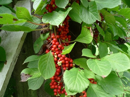 Dẫn xuất của cây ngũ vị tử có thể tiêu diệt virut HIV.