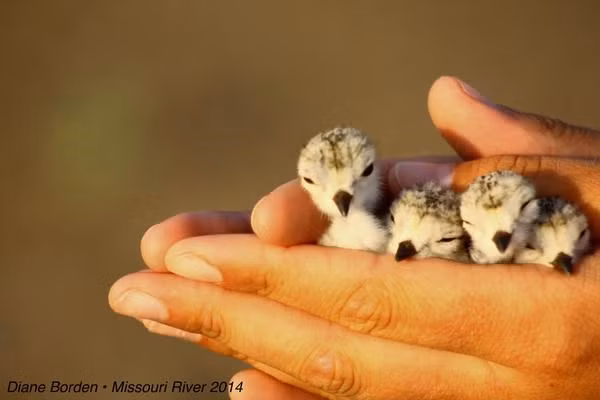 Những chú gà con nằm gọn trong tay người.