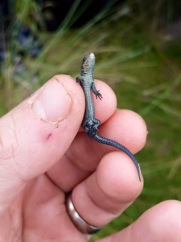 Con thằn lằn con vô cùng đáng yêu