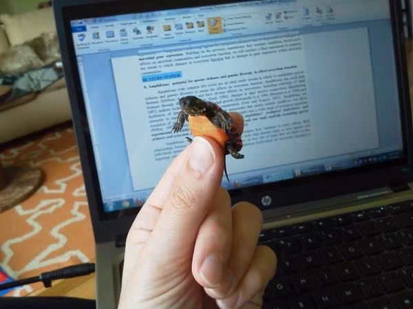 Theo trào lưu chụp ảnh cùng động vật tí hon, chủ nhân bức ảnh này đã chụp chung với một chú rùa con dễ thương.