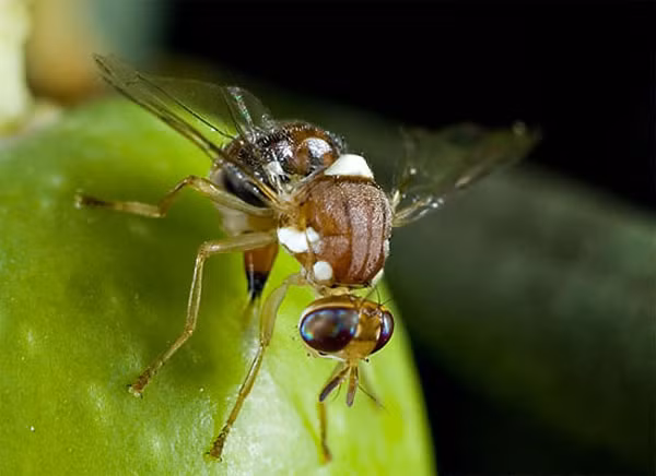 Theo kết quả nghiên cứu, não bộ của ruồi cái biết cơ thể cần thêm muối để sản sinh ra trứng và tự động thay đổi để có thể tiếp nhận được nhiều muối hơn. Bên cạnh đó, "lưỡi" của ruồi cũng trở nên nhạy cảm với vị mặn hơn, khiến ruồi thích ăn đồ ăn có vị này.