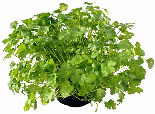 Các món ăn Việt Nam sử dụng rất nhiều rau gia vị như bạc hà, húng, mùi, quế, giúp kích thích tiêu hóa và chống viêm, sưng.