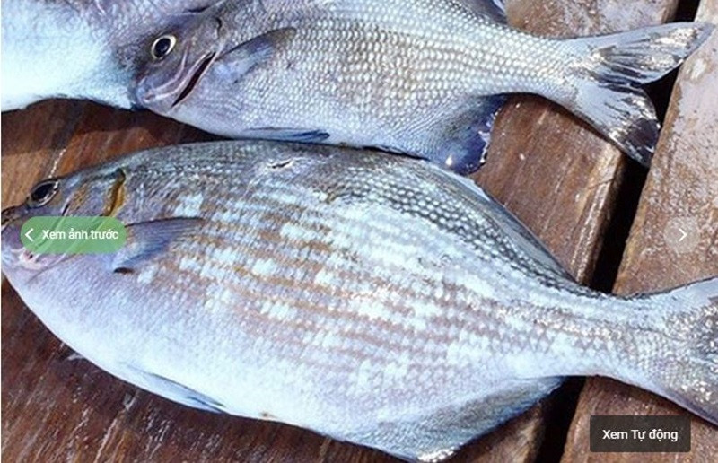 Trên thị trường, cá tà ma được bán với giá khoảng 200.000 đồng/kg.