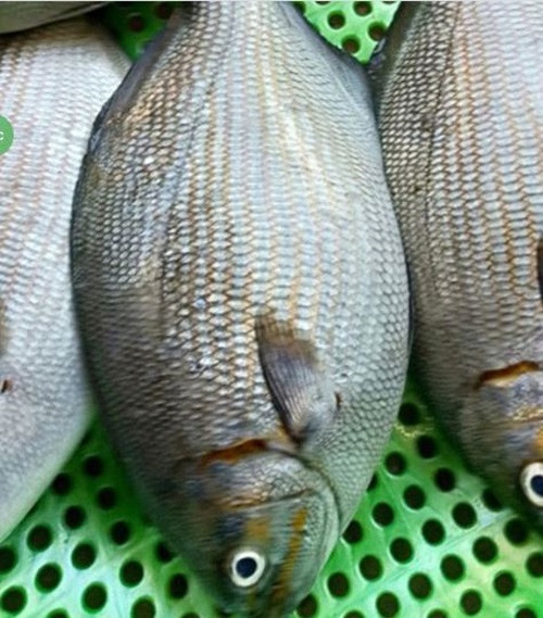 Loại cá này có trong tự nhiên chứ không ai nuôi trồng, da có vảy màu nâu đen, thân dẹt, hình giống như con cá rô phi nước ngọt nhưng kích thước to hơn.