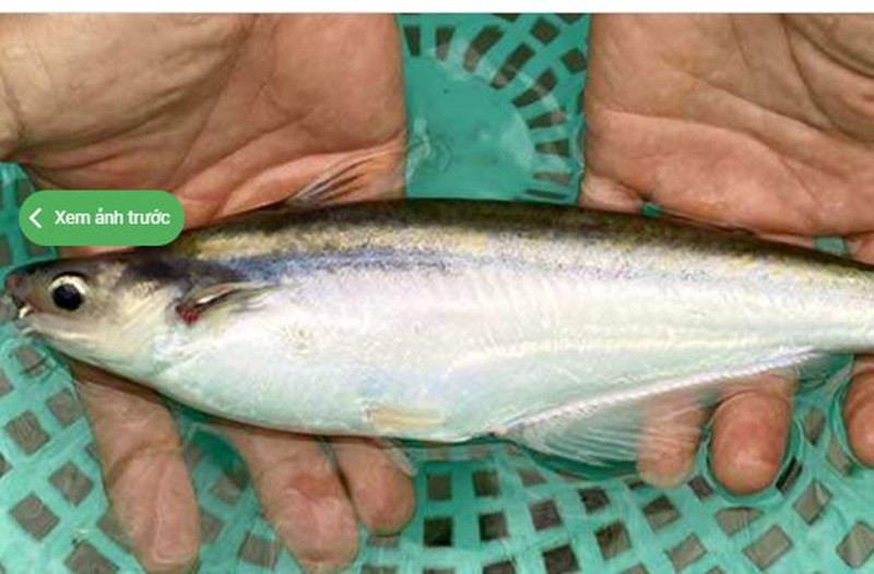 Cá xác là đặc sản ở miền Tây sông nước, còn có tên gọi khác là cá xác sọc, cá sát sọc, cá tra xiêm.