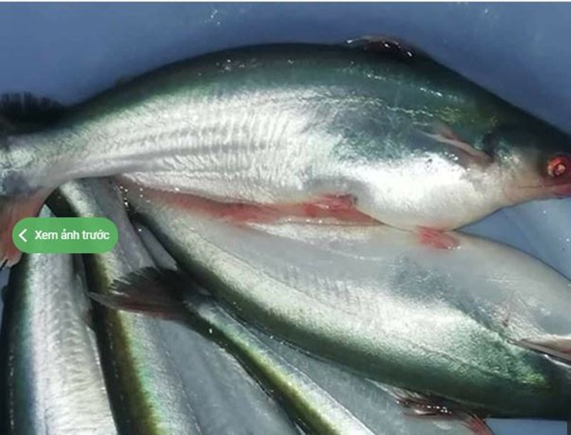 Trên thị trường, cá xác được làm sạch, bán ra với giá 240.000 đồng/kg. Một số tỉnh như An Giang, Vĩnh Long... đã phát triển nghề nuôi cá xác thương phẩm.