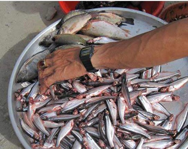 Ngoài cá tà ma, ở Việt Nam còn có một loại cá có tên đáng sợ nữa, đó là cá xác.