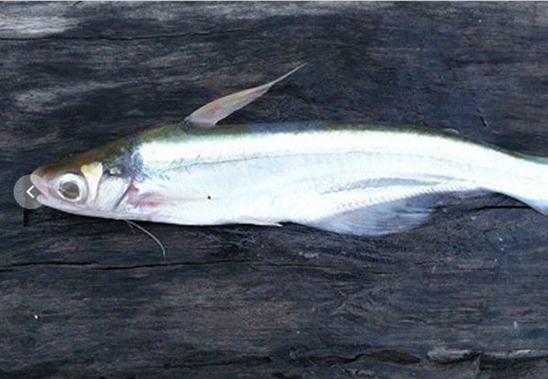 Cá xác sọc mềm, ngon, nhất là phần lườn cá có đầy mỡ, vị béo rất riêng.