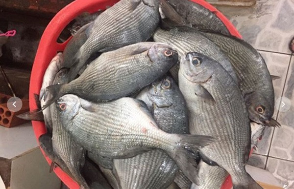  Cá tà ma là đặc sản nổi tiếng ở Lý Sơn (Quảng Ngãi).