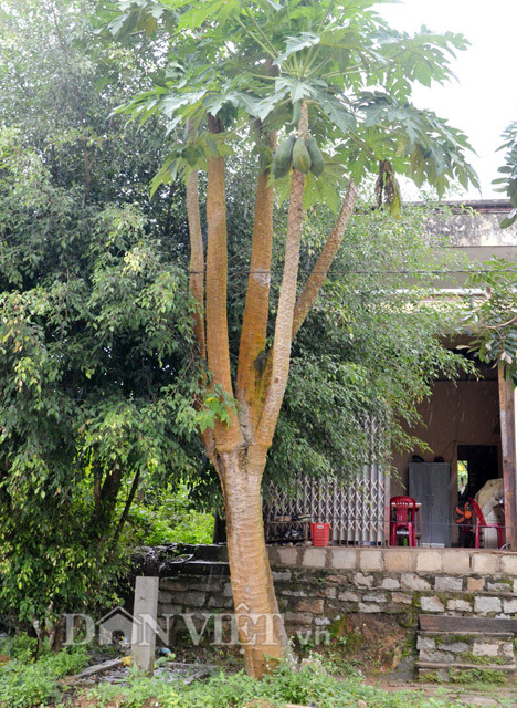 Chủ nhân của c ây đu đủ “1 gốc 5 thân” này là ông Đinh Văn Kia, ở xã Sơn Bua, huyện miền núi Sơn Tây (Quảng Ngãi). Theo lời ông Kia, cách đây mấy tháng, một trận mưa và gió khá lớn đã làm phần thân cây bị gãy, chỉ còn khoảng hơn 0,5m của phần đoạn dưới gốc.