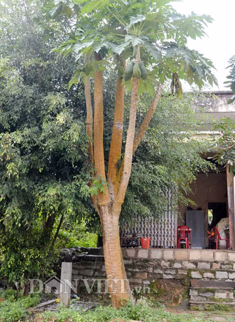 Chủ nhân của cây đu đủ “1 gốc 5 thân” này là ông Đinh Văn Kia, ở xã Sơn Bua, huyện miền núi Sơn Tây (Quảng Ngãi). Theo lời ông Kia, cách đây mấy tháng, một trận mưa và gió khá lớn đã làm phần thân cây bị gãy, chỉ còn khoảng hơn 0,5m của phần đoạn dưới gốc.