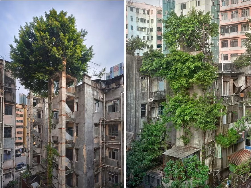 Giữa các mảng bê tông, cây xanh vẫn kiên cường mọc lên. Ảnh chụp tại Hong Kong, Trung Quốc. Ảnh: Romain JL.