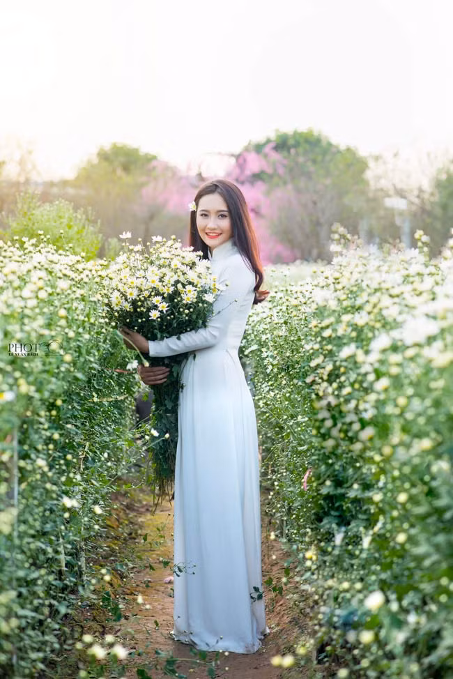 Cúc họa mi thường nở rộ vào dịp 20/11 vì vậy còn được gọi là hoa nhà giáo. Loài hoa trắng tôn lên vẻ đẹp kiêu sa của người con gái Hà thành.