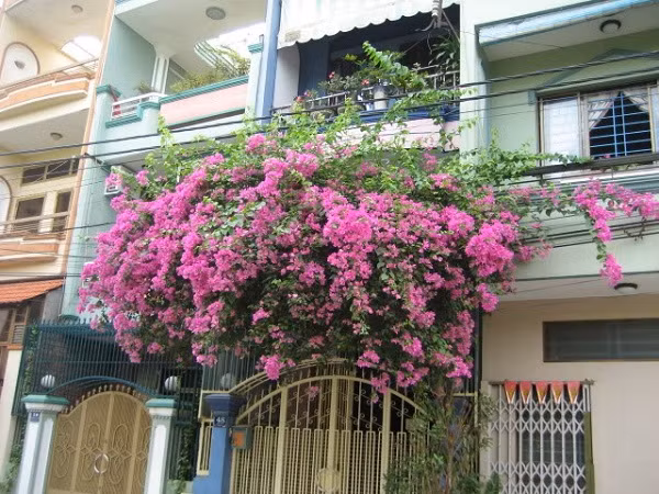 Nhung loai hoa tuyet dep no quanh nam, de trong o ban cong