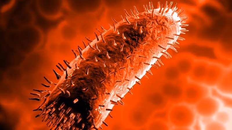 Nhung dieu phai biet ve benh dai o nguoi