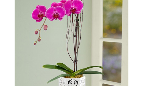 3 loai cay canh xung dang la “thuoc an than” cho phong ngu