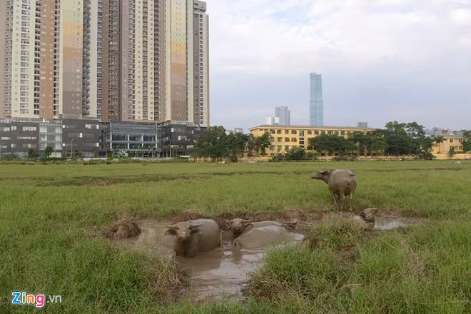 Kinh ngac chan trau tren dat du an thap cao nhat VN-Hinh-2