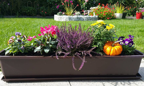 Chia sẻ về cách trồng và chăm sóc hoa, chị Phương cho biết, để được những khóm hoa hồng, giỏ dạ yến thảo cho những bông hoa đẹp thì phải chịu khó bón phân theo kì và tưới nước hằng ngày. Ngoài ra, phải thường xuyên cắt tỉa những lá vàng, hoa héo để nuôi cây phát triển.