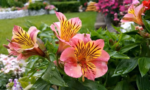 Để cho những bông hoa đẹp, cần phải bón phân theo kì và tưới nước hằng ngày.