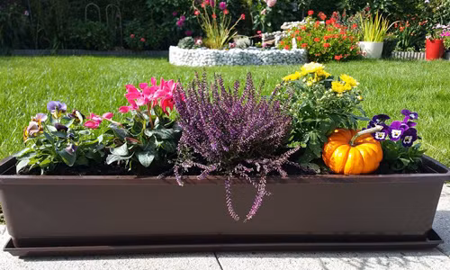 Chia sẻ về cách trồng và chăm sóc hoa, chị Phương cho biết, để được những khóm hoa hồng, giỏ dạ yến thảo cho những bông hoa đẹp thì phải chịu khó bón phân theo kì và tưới nước hằng ngày. Ngoài ra, phải thường xuyên cắt tỉa những lá vàng, hoa héo để nuôi cây phát triển.