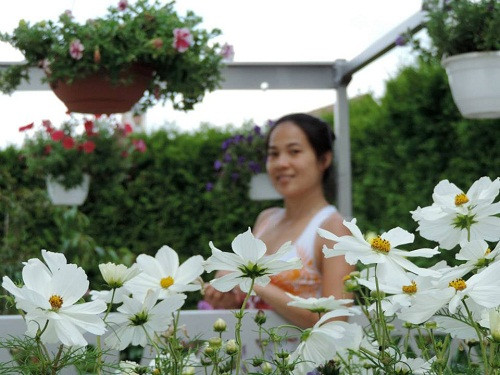 Trong khu vườn, chị Phương yêu thích nhất loài hoa bướm.