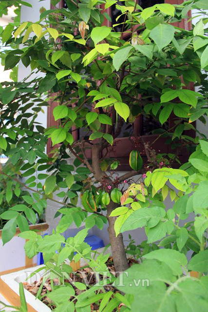 1. Cây khế Là loài cây ăn quả phổ biến, ngoài trồng lấy bóng mát và quả ăn, cây khế còn được trồng làm cây bonsai đẹp với nhiều trái chín trĩu cành thể hiện sự sung túc, đầy đủ. Các cây khế nhỏ có đường kính từ 10 cm đến 20 cm, thích hợp trồng sân vườn nhỏ ở nhà phố. Các cây khế có kích cỡ lớn hơn, từ 20 – 30 cm hoặc hơn 30cm, thường thích hợp trồng ở khu biệt thự, sân vườn cần trồng để có cây xanh cảnh quan phủ xanh ngay.