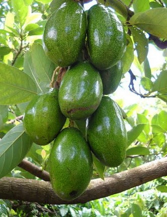 7. Cây bơ Bơ là loại quả tốt cho sức khỏe. Ăn bơ giúp giảm nguy cơ bệnh tim, tiểu đường và béo phì, hỗ trợ giảm cân, tăng năng lượng, tốt cho mái tóc và làn da.