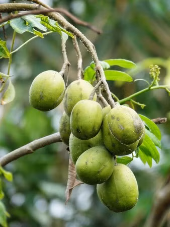 Khi lớn cây cao hơn 1m nên khá phù hợp trồng trong ban công nhà phố. Quả cóc Thái chua chua, giòn giòn có thể ăn chấm muối ớt, dầm chua cay hay làm nước ép trái cây. Lá cóc Thái có vị chua dùng làm rau sạch, dùng trong các món gỏi cuốn. Cóc Thái ưa nắng, càng nhiều sáng càng sai quả.