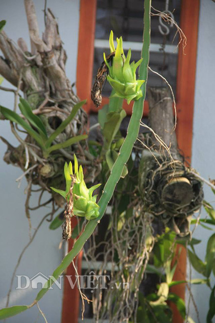 Trồng cây thanh long trong sân vườn không chỉ để có quả sạch thưởng thức mà bạn còn hoàn toàn có thể làm cảnh vì hoa của cây này khá đẹp và có hương thơm dịu nhẹ. Đừng ngần ngại gì mà không thử trồng những cây thanh long này, bạn nhé!