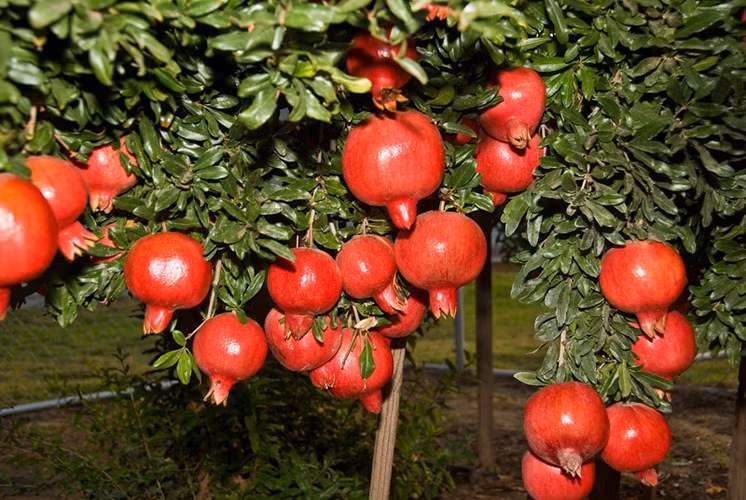 4. Cây lựu Lựu không chỉ là loại trái cây yêu thích của nhiều người mà việc trồng cây lựu trong chậu còn có tác dụng làm cảnh trong nhà và mang lại nhiều ý nghĩa phong thủy nhất định.