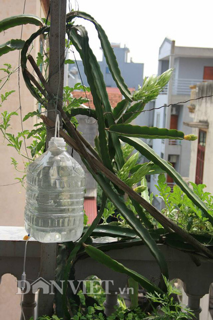 9. Thanh long Thanh long thích hợp khí hậu nắng nóng, chịu được hạn giỏi và rễ không chịu được quá ẩm ướt. Bạn có thể trồng được những cây thanh long ngay tại ngôi nhà thân yêu của mình bằng hạt giống thanh long được lấy từ quả.