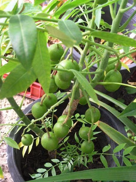 2. Cây cóc Thái Cóc Thái có vị chua, giòn, mềm, nhất là cóc non. Cây bé, dễ trồng trong thùng xốp ngay tại nhà. Trồng cóc Thái rất dễ, lại ít sâu bệnh nên được nhiều gia đình ưa thích trồng trong thùng xốp ngay tại nhà. Cây cóc Thái thường ra quả sau khoảng 3-5 tháng trồng. Ưu điểm của cóc Thái là sau khi hái trái, cắt bỏ nhánh già là cây sẽ ra đọt mới và lại ra bông tiếp tục. Cóc càng già trái càng sai.