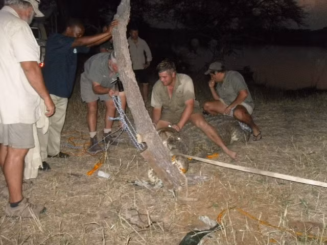 Hoàng tử rất dũng cảm. Con cá sấu hoàn toàn có thể khiến anh bị thương bất kỳ lúc nào.