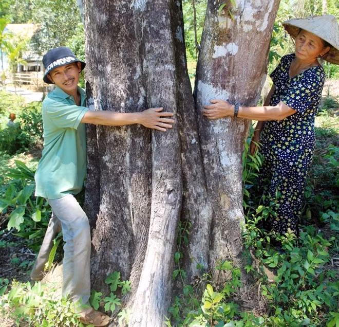 Cay do bau “khung” nhat mien Trung, gia gan nua ty dong-Hinh-3