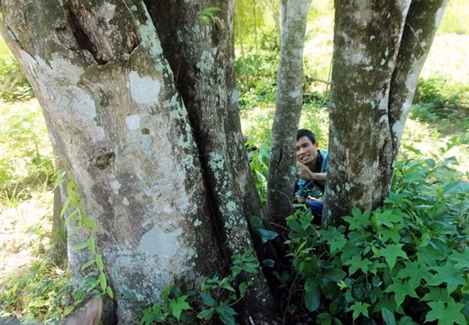 Cay do bau “khung” nhat mien Trung, gia gan nua ty dong-Hinh-2