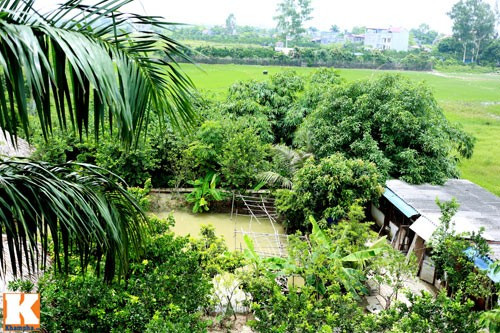 Một góc ao thả cá.