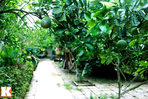 Vườn bưởi Diễn trong vườn nhà Giang Còi.