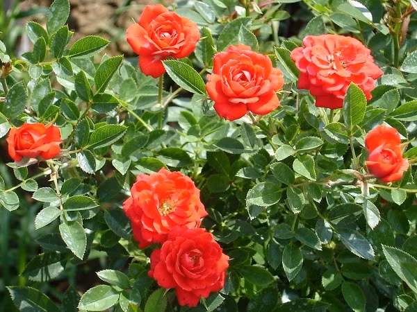 Vào từng mùa trong năm, đất trồng cũng dễ biến đổi theo khí hậu. Với mùa nắng, khi thời tiết nóng lên, hãy giữ cây luôn có độ ẩm thường xuyên bằng cách tưới nước vào sáng sớm và chiều muộn. Khi cây bắt đầu chớm nụ, bạn có thể bón các loại phân tổng hợp để giúp cây ra nhiều nụ hơn.