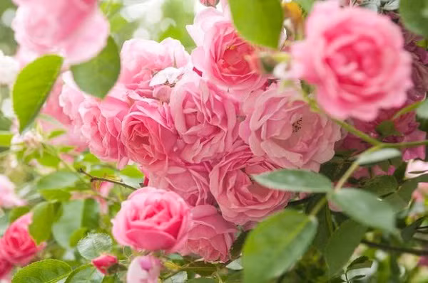 Chọn giống hoa hồng Theo thống kê sơ bộ thì hoa hồng trên thế giới hiện nay có khoảng hơn 14000 loài, bạn có thể chọn giống hoa hồng tại những trung tâm hay cửa hàng chuyên bán loài hoa này. Nếu bạn thuộc nhóm người mới bắt đầu trồng hồng, đừng nên chọn hạt giống để ươm mầm, hãy chọn những cây hồng có độ tuổi từ hai năm trở lên.