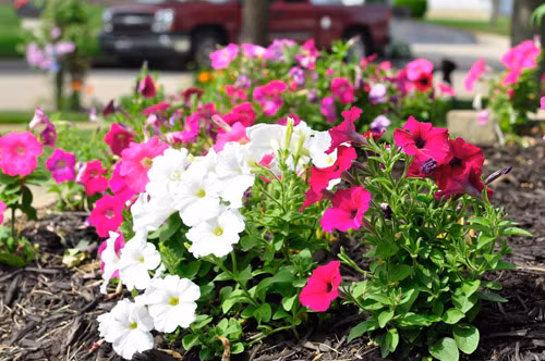 Các loại cây mùa hè như dạ yến thảo đòi hỏi lượng phân bón nhiều hơn các cây khác.