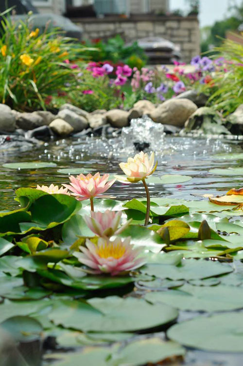 Hoa súng - đẹp tinh khiết lại dễ trồng. Chị chẳng chăm sóc bao giờ mà cứ đến hè hoa lại nở tưng bừng - sáng mở ra, tối cụp vào, đẹp mê.