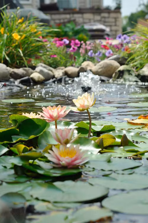 Hoa súng - đẹp tinh khiết lại dễ trồng. Chị chẳng chăm sóc bao giờ mà cứ đến hè hoa lại nở tưng bừng - sáng mở ra, tối cụp vào, đẹp mê.