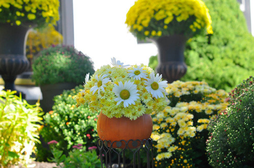 Thời gian đầu khi bắt đầu làm vườn, chị Hoài chưa có kinh nghiệm gì nhiều nên trồng cây hay bị chết, một phần do chưa biết cách chăm sóc cũng như do khí hậu khắc nghiệt ở Ohio. Khí hậu Ohio khá đặc biệt với mùa hè có lúc ấm áp, có lúc nóng nực. Còn mùa đông có khi ôn hoà, có khi lạnh kéo dài. Sau này, rút kinh nghiệm từ những lần thất bại, được mẹ chồng và mẹ đẻ truyền cho ít bí kíp, chị đã có thể tự tin phát triển khu vườn nhà. Để được thành công, chị phải mua đất trồng tốt, bón phân hữu cơ đúng thời điểm, tỉa hoa, tỉa lá và tìm hiểu thêm cách duy trì cây từ các trang mạng.