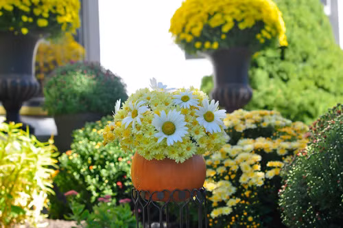 Thời gian đầu khi bắt đầu làm vườn, chị Hoài chưa có kinh nghiệm gì nhiều nên trồng cây hay bị chết, một phần do chưa biết cách chăm sóc cũng như do khí hậu khắc nghiệt ở Ohio. Khí hậu Ohio khá đặc biệt với mùa hè có lúc ấm áp, có lúc nóng nực. Còn mùa đông có khi ôn hoà, có khi lạnh kéo dài. Sau này, rút kinh nghiệm từ những lần thất bại, được mẹ chồng và mẹ đẻ truyền cho ít bí kíp, chị đã có thể tự tin phát triển khu vườn nhà. Để được thành công, chị phải mua đất trồng tốt, bón phân hữu cơ đúng thời điểm, tỉa hoa, tỉa lá và tìm hiểu thêm cách duy trì cây từ các trang mạng.